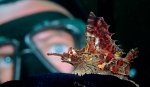 Столичные дайверы «клюнули» на приморского осьминога
