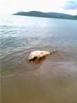 Еще одного мертвого кита нашли в Приморье