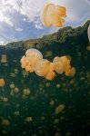 Palau Islands. Jelly fish lake.